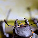 Stag Beetle head