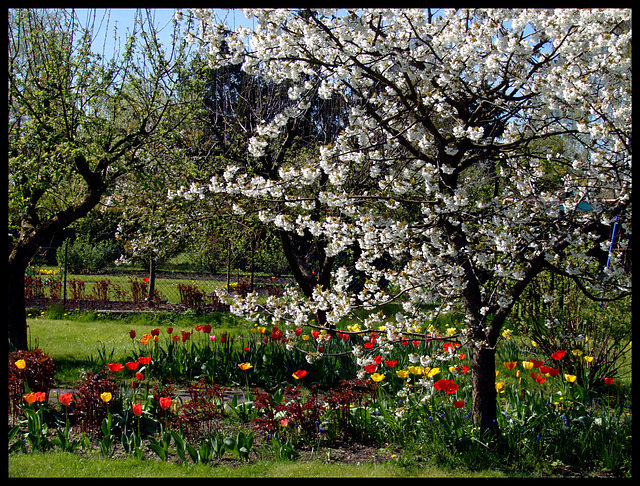 Cherry- and Tulip - Heyday