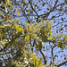 20120209-5720 Buchanania cochinchinensis (Lour.) M.R.Almeida