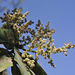 20120209-5727 Buchanania cochinchinensis (Lour.) M.R.Almeida