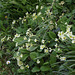 Clumps of primroses line my driveway