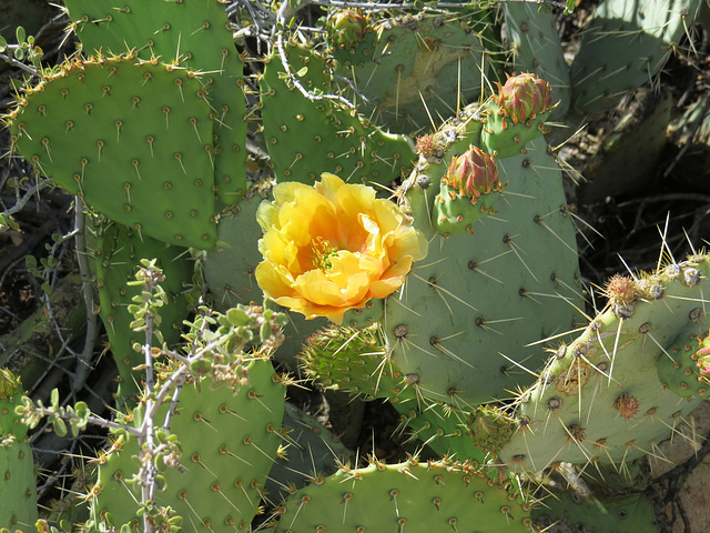 Yellow Rose Of Arizona