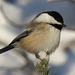 There's always a Chickadee