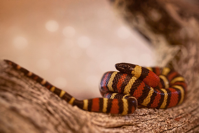 K is for Killer Kingsnake (+ 10 more inset images!)