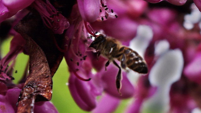 abeille sur fleurs de l'arbre de Judée