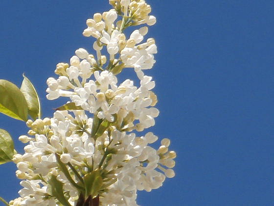 The white lilac looks good against the blue sky