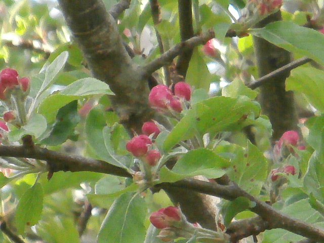 The apple blossom soon to be out