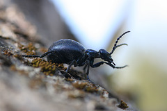 Süsijooksik / Ground beetle