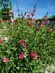Fleurettes en buisson :Salvia microphylla
