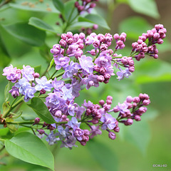 Lilac blossom