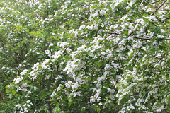 Hawthorn in bloom