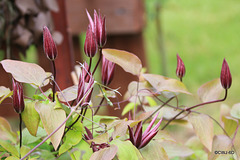 Clematis Flower Buds