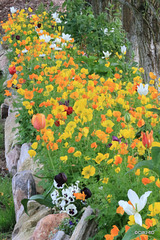 The Californian Poppy trench, supplanting the Tulips
