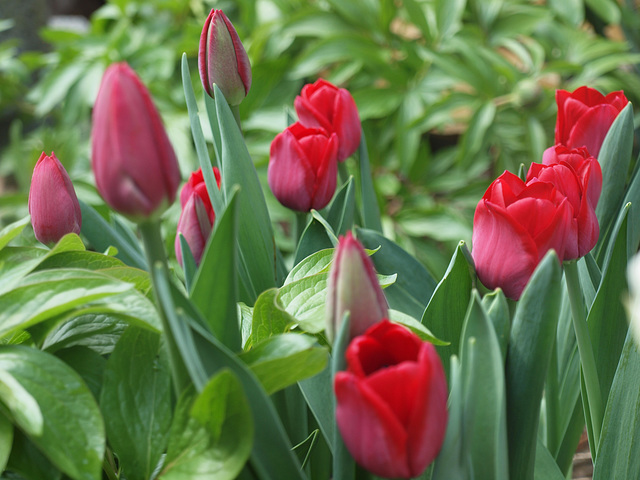 Nachbars Tulpen
