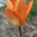 Tulpe Orange