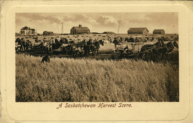 A Saskatchewan Harvest Scene.