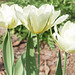 Tulpen in weiß