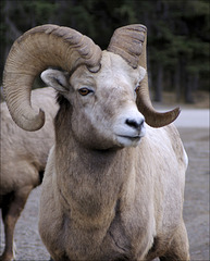 Bighorn Ram 01 20140410