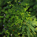 20111003-8281 Euphorbia rothiana Spreng.