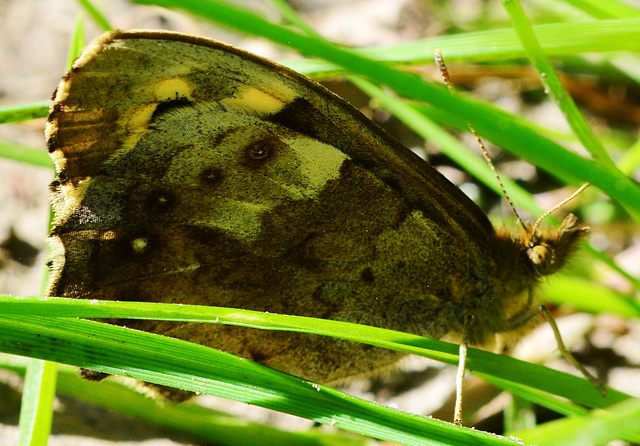 Speckled Wood, Pararge aegeria