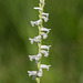 Spiranthes praecox (Grass-leaved Ladies'-tresses orchid, Greenvein Lady's-tresses orchid)