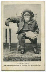 Joe the Chimpanzee Is Holding Receptions Daily