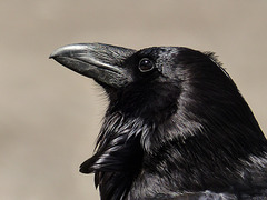 The intelligent Common Raven