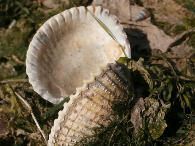 One of the many cockle shells