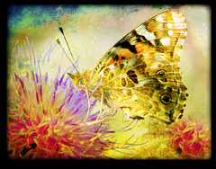 Nous sommes tous des chenilles qui ont une métamorphose à réussir pour se transformer en papillons. Une fois papillons, il nous faut déployer les ailes pour nous envoler vers la lumière.
