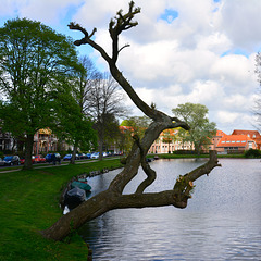 Tree trying to jump into the water