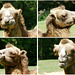 Portraits eines Camelkopfes.  ©UdoSm