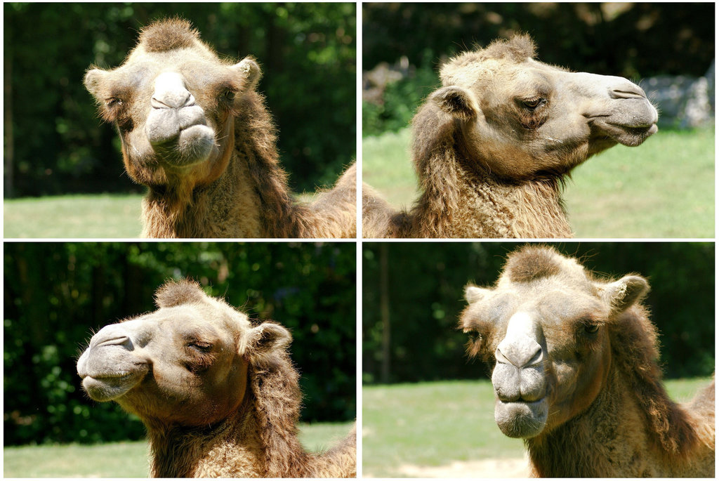 Portraits eines Camelkopfes.  ©UdoSm