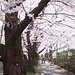 Strollers under cherry blossoms