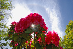 Bright Floral Hue with Sunburst