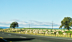 A paddock of sheep.