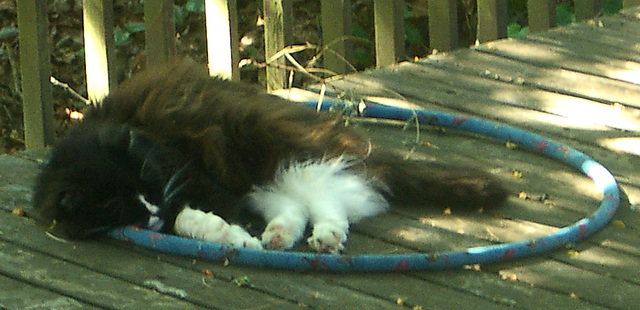 Oreo sleeping - July 2009