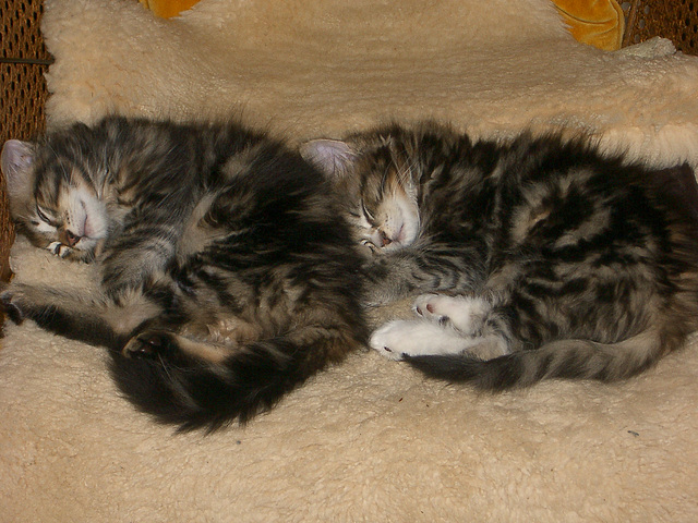 a pair of kittens