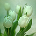Tulip Still Life Flypaper Texture 040114