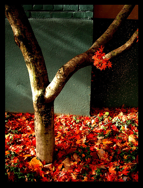 fall leaves - Nov-09