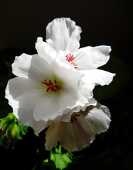 Pelargonium grandiflorum lotus