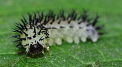 Oak Sawfly larva, Periclista linolata