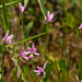 Pogonia ophioglossoides (Rose Pogonia orchid, Snakemouth orchid)