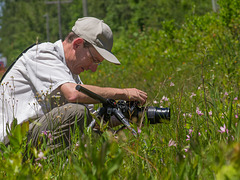 Pogonia ophioglossoides (Rose Pogonia orchid, Snakemouth orchid) being photographed by Kelvin Taylor