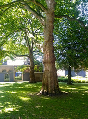 Platanus trees in the garden of the Dordts Museum
