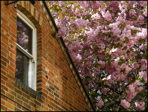 window in blossom