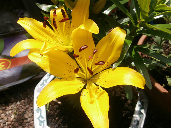 Yellow lilies have opened today