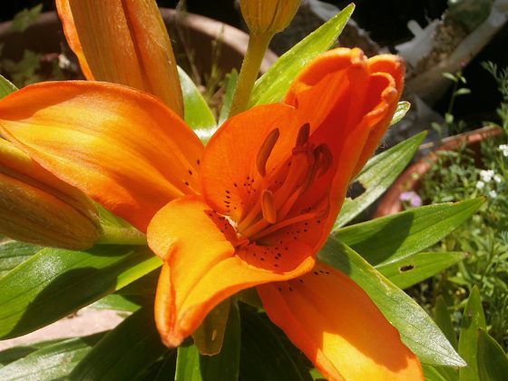 Orange lily is almost fully open