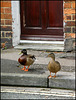 ducks on the doorstep