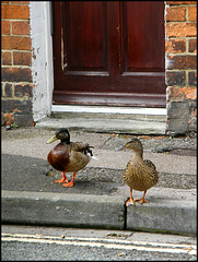 ducks on the doorstep