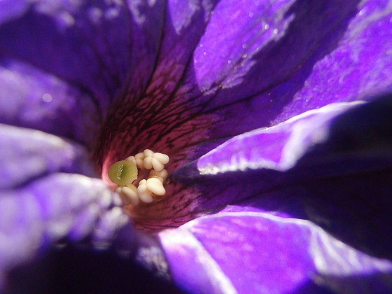 Inside a purple petunia